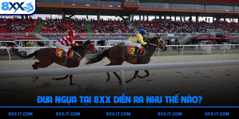 Đua ngựa tại 8XX diễn ra như thế nào?